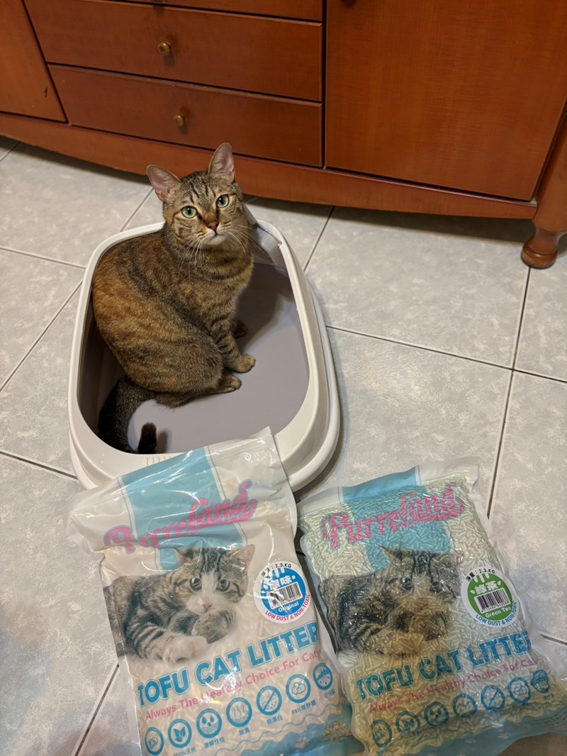 女人知己試用大隊,口碑行銷,部落客行銷,PurreLand 倍淨豆腐貓砂,好市多購買,COSTCO購買,豆腐貓砂,PurreLand倍淨,低粉塵,易清理,可沖馬桶,提供絕佳的除臭與凝結力,豆腐貓砂評價,貓砂評價,使用心得,貓砂分享,好用,原味,綠茶,豆腐砂,水量需完全覆蓋貓砂,水量需貓砂的2~3倍以上,豆腐砂評價,高CP值,划算